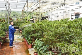 Làm giàu từ cây cảnh