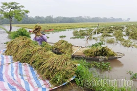 Khẩn trương bơm tiêu úng, cứu lúa vụ mùa