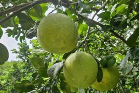 Những vườn bưởi sung sức nhờ áp dụng IPHM