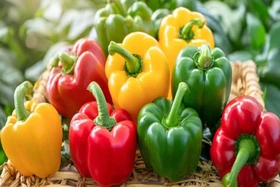 Giá cả thị trường ngày 29/9/2025