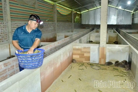 Khởi nghiệp từ nuôi dúi