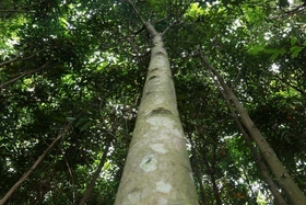 Mã số vùng trồng mở đường lớn cho lâm sản Lào Cai