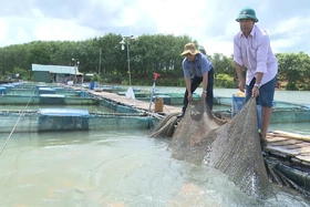 “Xanh hóa” sinh kế vùng sông nước