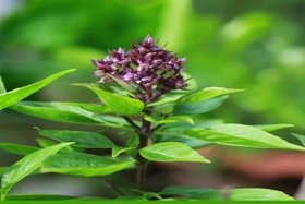 4 lý do nên ăn lá húng quế khi thời tiết lạnh