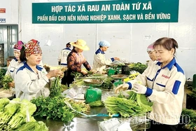 Organic Agriculture – The Inevitable Trend of Modern Farming