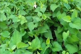 Giá cả thị trường ngày 6/11/2025