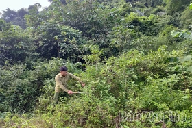 Động lực để cộng đồng bảo vệ và phát triển rừng