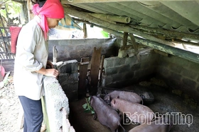 Công bố hết dịch tả lợn châu Phi tại 3 xã vùng cao của tỉnh