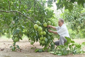 Gương sáng người cao tuổi làm kinh tế giỏi