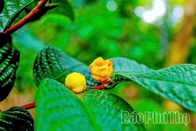 Gen Z “trồng vàng” trên núi