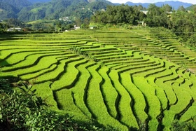 Xã Sì Lở Lầu: Canh tác thích ứng với biến đổi khí hậu