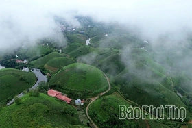 Minh Dai Tea Reaches the Level of an “International-Grade Ingredient”