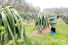 Dragon Fruit Thrives on Challenging Land