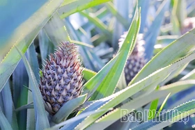 Đất cằn mùa quả ngọt