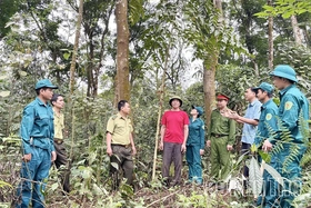 Phát triển dược liệu dưới tán rừng