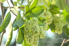 Hoa sữa - loài hoa của mùa nhớ