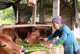 Chủ động ứng phó với rét đậm, rét hại