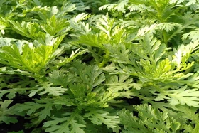 Đừng bỏ qua những tác dụng bất ngờ của rau cải cúc với sức khỏe