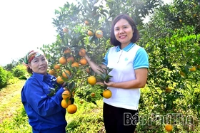 Khẳng định niềm tin từ sản xuất cam hữu cơ, an toàn