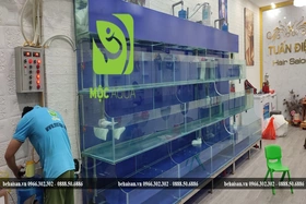 Lắp đặt bể hải sản theo yêu cầu ở đâu uy tín, giá tốt?