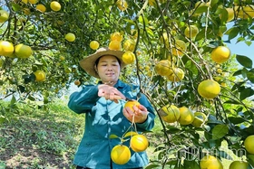 Liên kết chuỗi giá trị, tạo động lực phát triển bền vững nông nghiệp