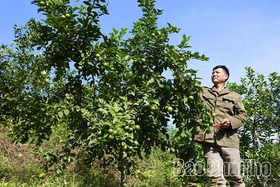 Làm giàu từ những đồi chanh ở Lâm Sinh