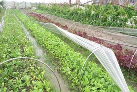 “Cánh đồng tri thức” ở Nội Bài