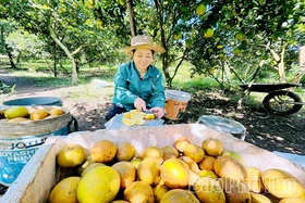 Dấu ấn nông nghiệp Phú Thọ