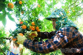 Vị ngọt quýt cổ Nam Sơn