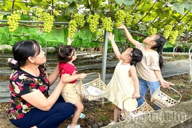 Đẩy mạnh phát triển du lịch gắn với nông nghiệp