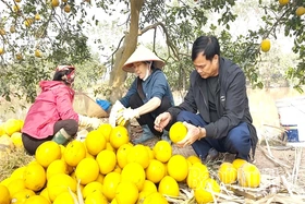 Bưởi Vĩnh Phú - “Hương vị đất Phủ”