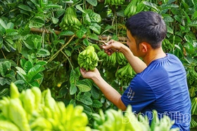 Phật thủ mở hướng làm giàu