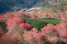 Rực rỡ mùa hoa Mai anh đào