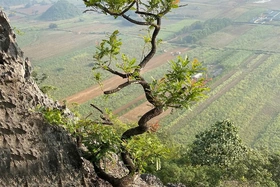 Cảnh báo trước “cơn sốt” muội hồng