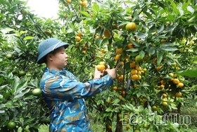 Gần 115 nghìn lượt hội viên, nông dân được tập huấn, đào tạo nghề, chuyển giao khoa học kỹ thuật