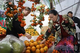 Sắc cam Cao Phong - Kết nối giá trị nông nghiệp và văn hóa