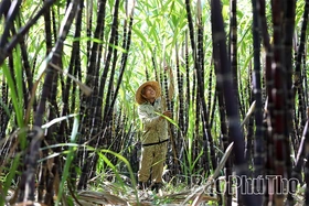 Mía ngọt Mường Thàng