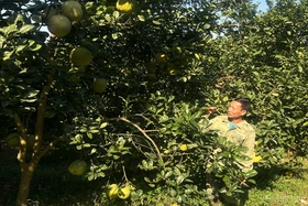 Nông dân Đất Tổ thi đua yêu nước