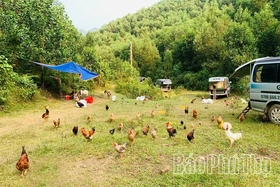 Nomadic Chicken Farming - Preserving and Promoting the Multi-Claw Chicken Breed of Tan Son