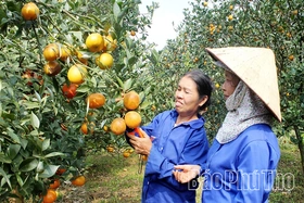 Gắn sản xuất với chế biến - nâng cao giá trị nông sản