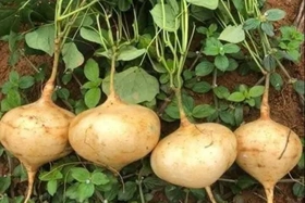 Củ đậu rất tốt nhưng có bộ phận là “thuốc độc”: Bạn đã biết chưa?