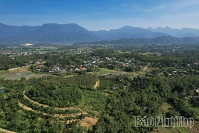 Ba kích tím - Cây dược liệu mở hướng thoát nghèo bền vững