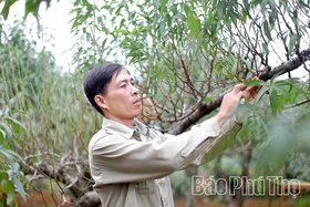 Vùng cao Đà Bắc tất bật chuẩn bị vụ đào Tết