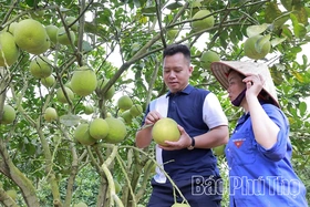 Nông nghiệp Phú Thọ: Vượt thiên tai, giữ đà tăng trưởng