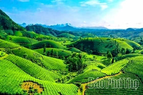 The “2-in-1” Model in Long Coc: Integrating Tea Production with Ecotourism
