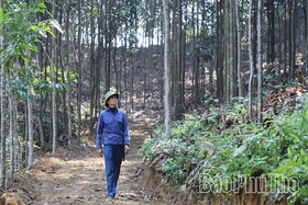 Người mang “vàng xanh” lên núi