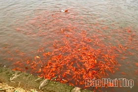 Rộn ràng mùa cá chép đỏ