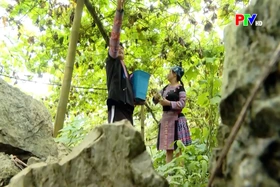 Phu Tho News on January 22, 2026