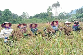 Din Van Sticky Rice: Preserving the Land’s Soul, Nurturing Livelihoods