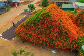 Ngôi nhà phủ kín hoa như cổ tích ở Bảo Lộc